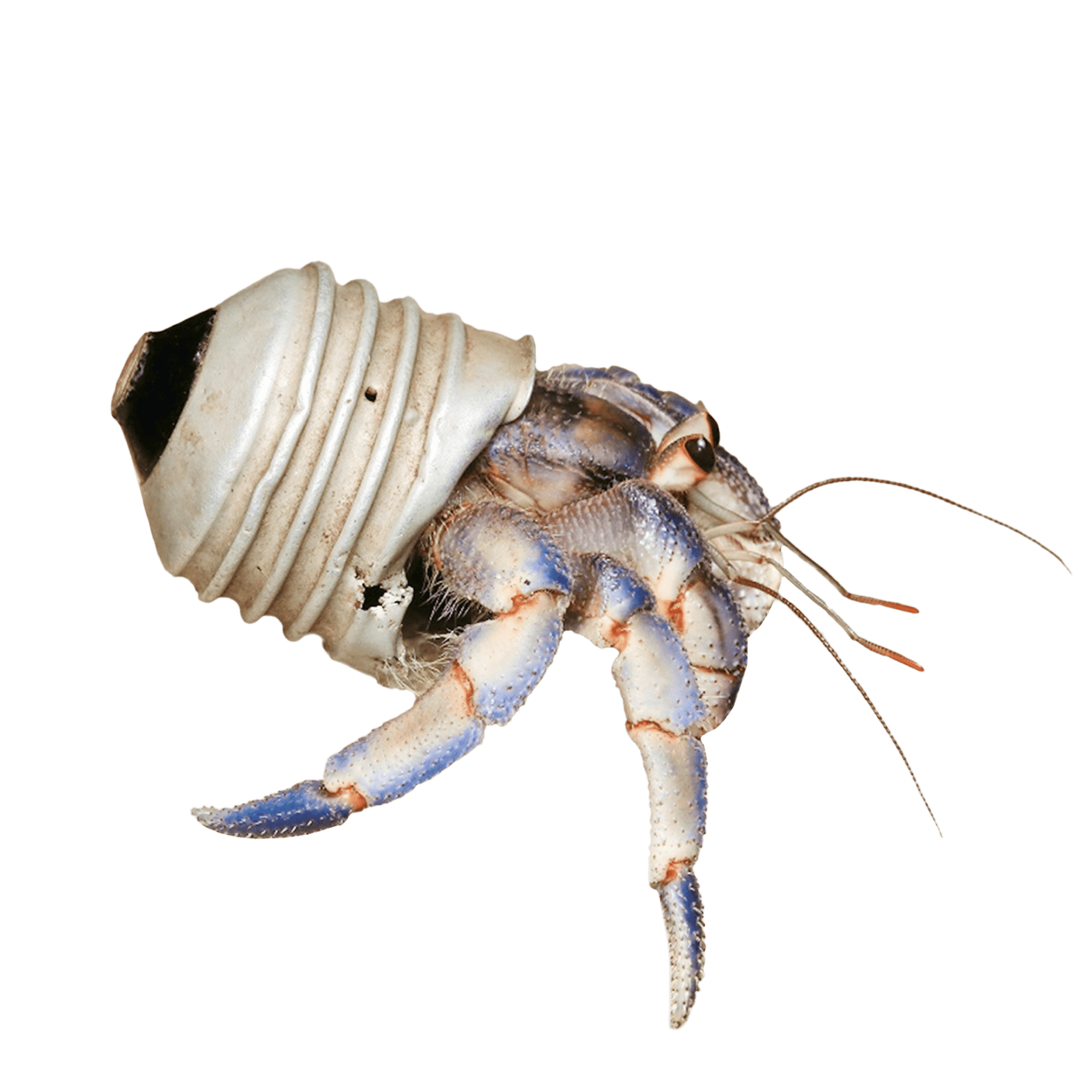 paguro e il riciclo dei rifiuti in mare